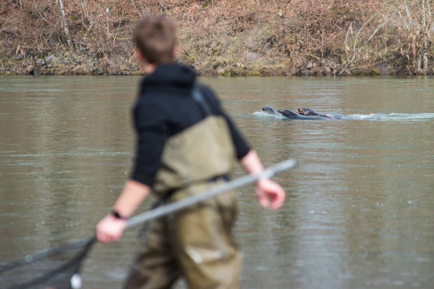 Sea lions swim up the Cowlitz River during a smelt run in 2019.